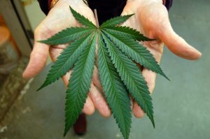 Cannabis cures cancer 300x199 - Studies on Medical Marijuana and Illness, Part 4: Arthritis, Diabetes, and Chronic Pain