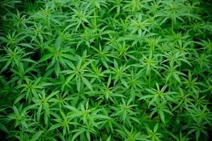 bigstock Young cannabis plants marijua 68368192 300x200 - Gov. Baker OK's Sale of Untested Medical Marijuana with Waiver for Salem, MA Dispensary