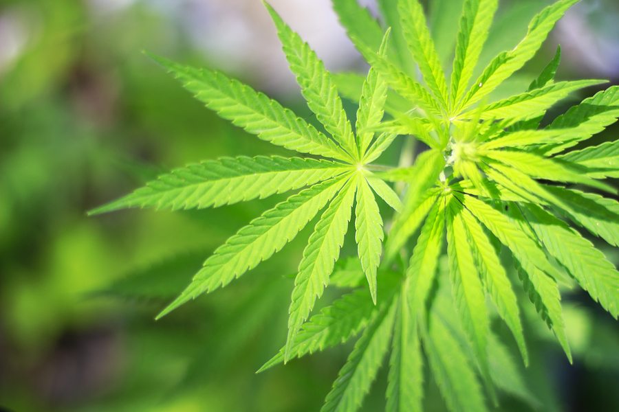 Weed Plant - Can Using Medical Marijuana Help Lower My Cholesterol?