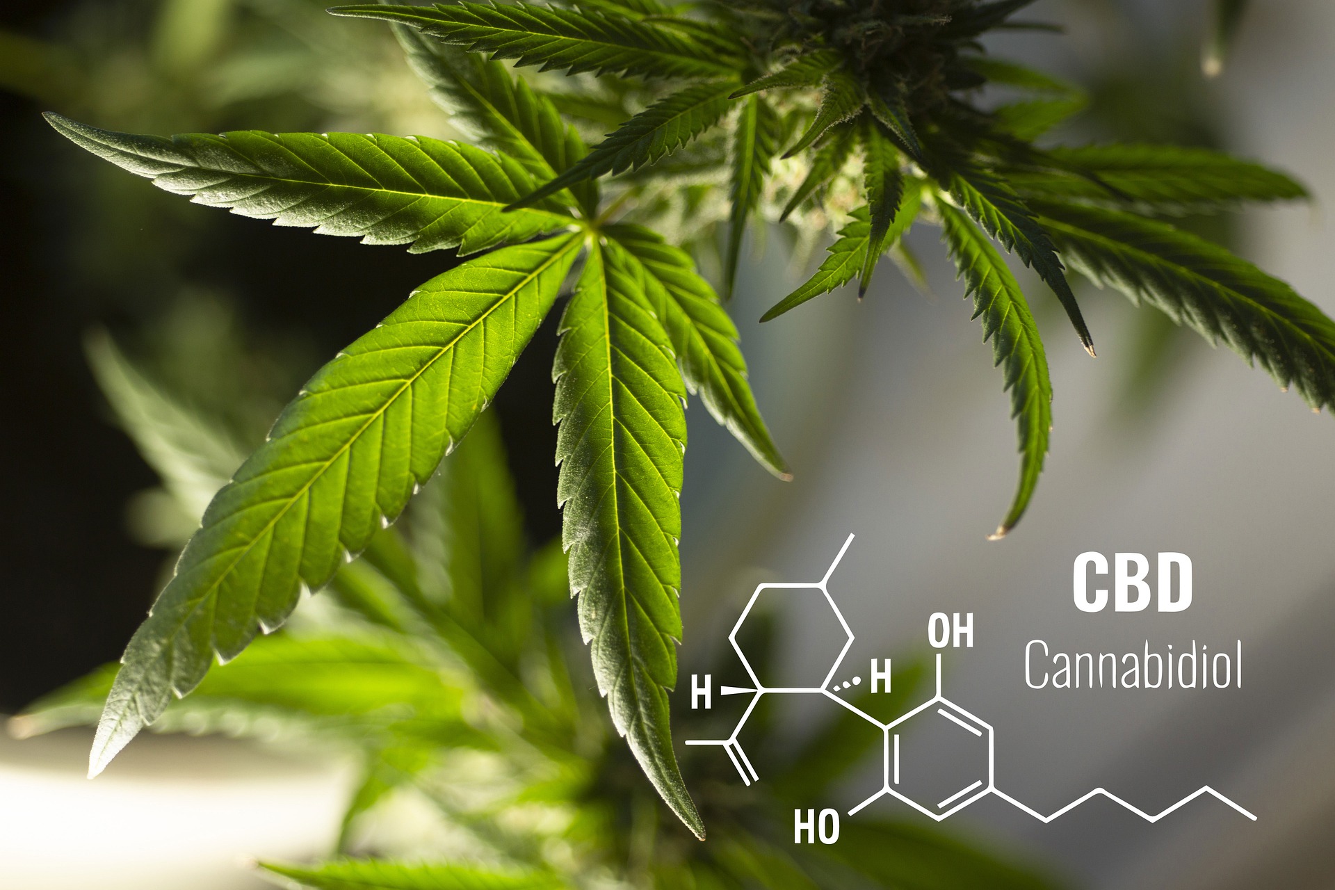 Cannabidiol (CBD): What we know and what we don't - Harvard Health