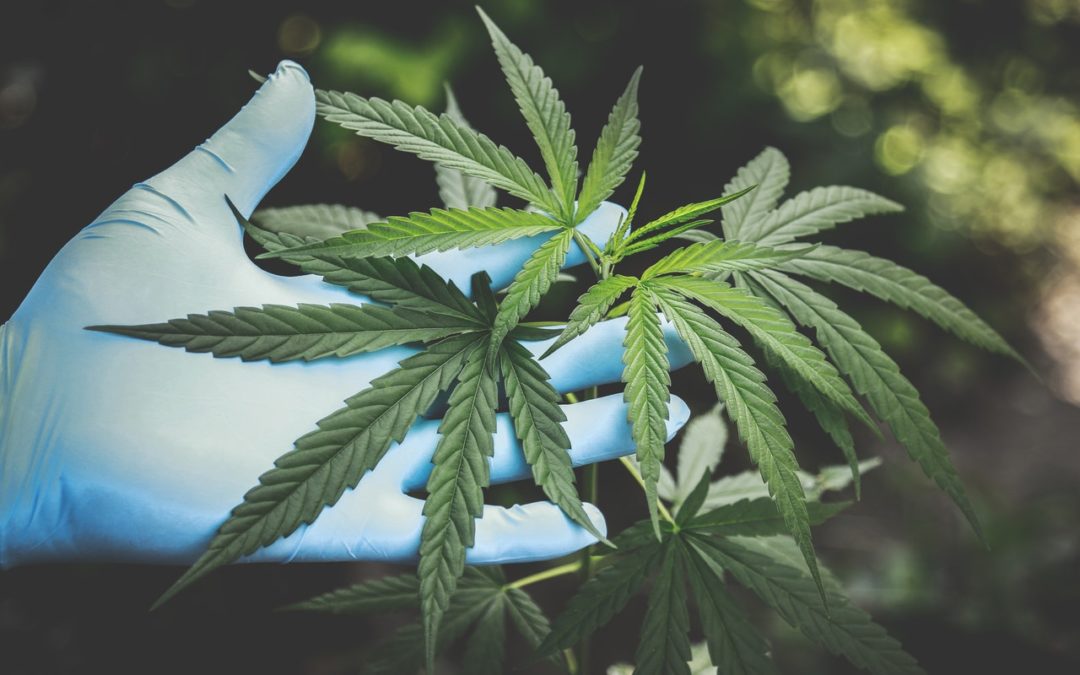 Using CBD to Treat Painful Medical Conditions